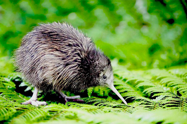 Ecosanctuary-1-640x427