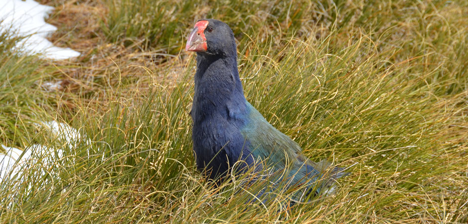 See-a-takahē-for-free-this-Easter_HERO_940x450
